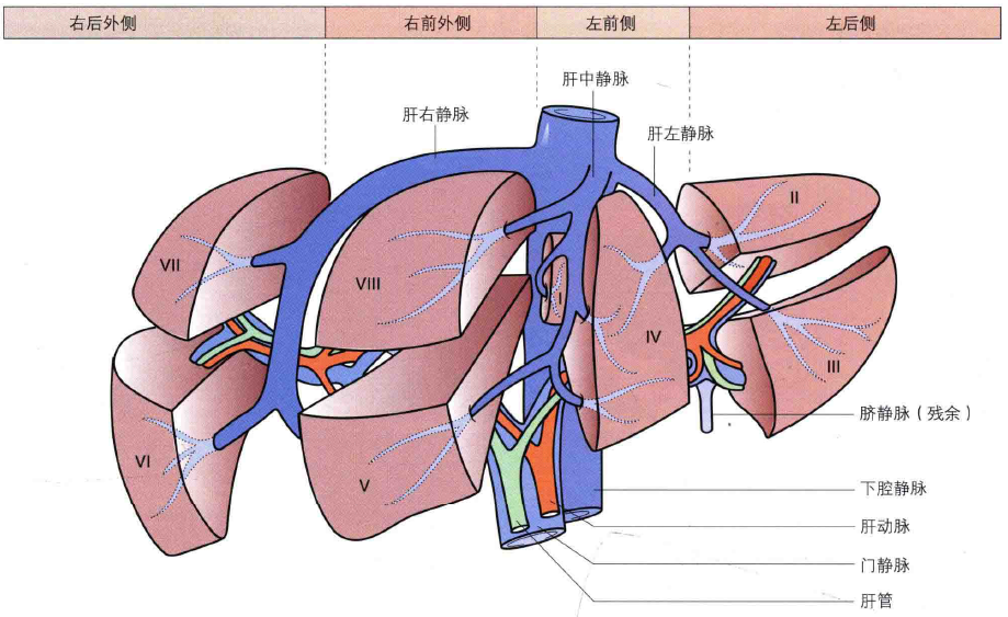 肝脏与血管关系的示意图