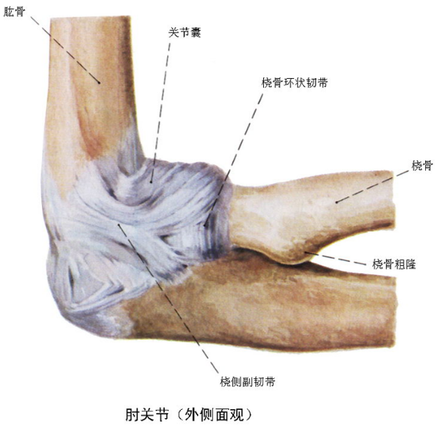 肘关节可做屈,伸运动,其桡尺近侧关节可作旋前和旋后运动.